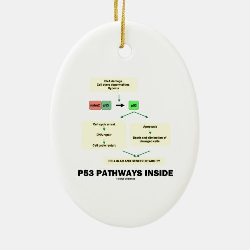 P53 Pathways Inside Cell Molecular Biology Ceramic Ornament