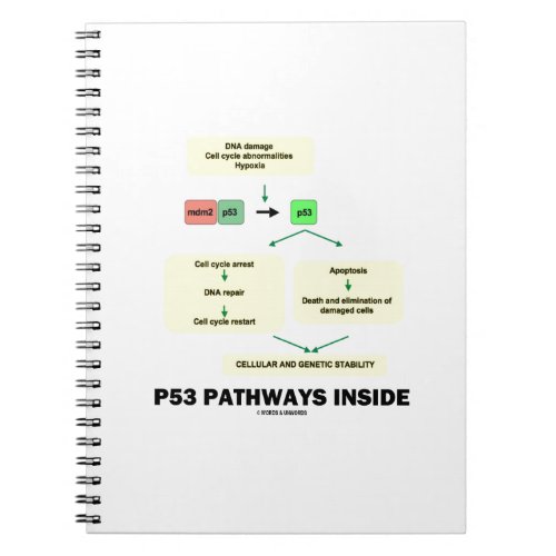 P53 Pathways Inside Cell Molecular Biology Notebook