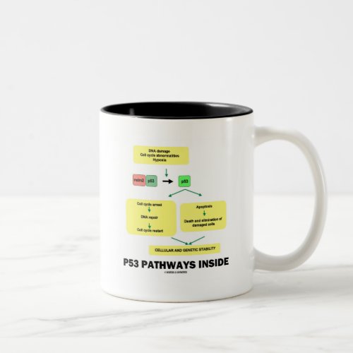 P53 Pathways Inside Cell Molecular Biology Two_Tone Coffee Mug
