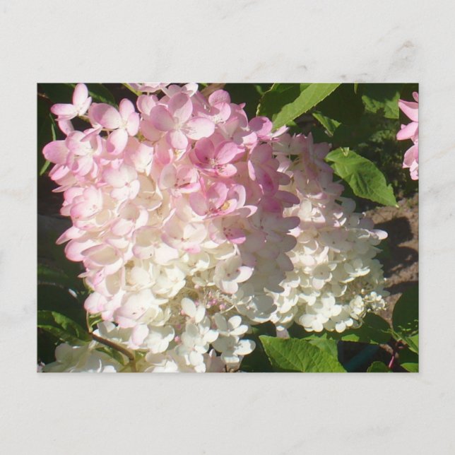 P.D. Hydrangea postcard (Front)