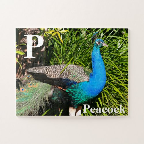 P is for peacock jigsaw puzzle