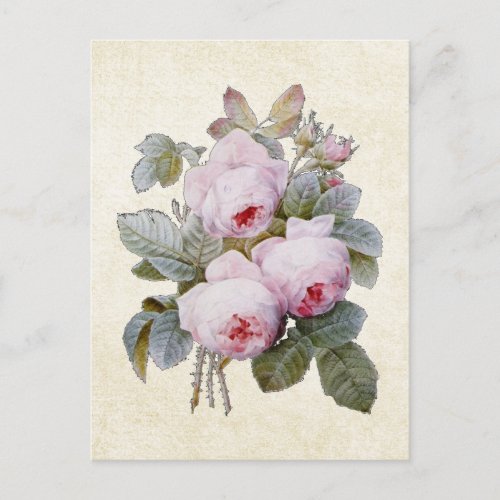 PJ Redoute Bourbon Rose Floral Postcard