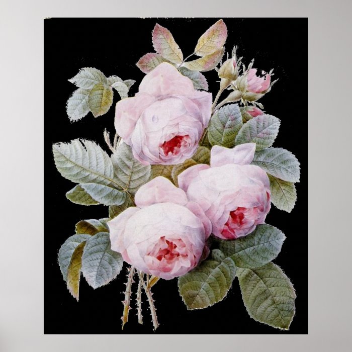 P.J. Redoute Bourbon Rose on Black Poster