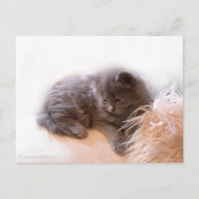 © P Wherrell Cute long haired grey kitten Postcard (Front)