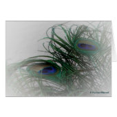 © P Wherrell Pale stylish peacock feathers (Front Horizontal)