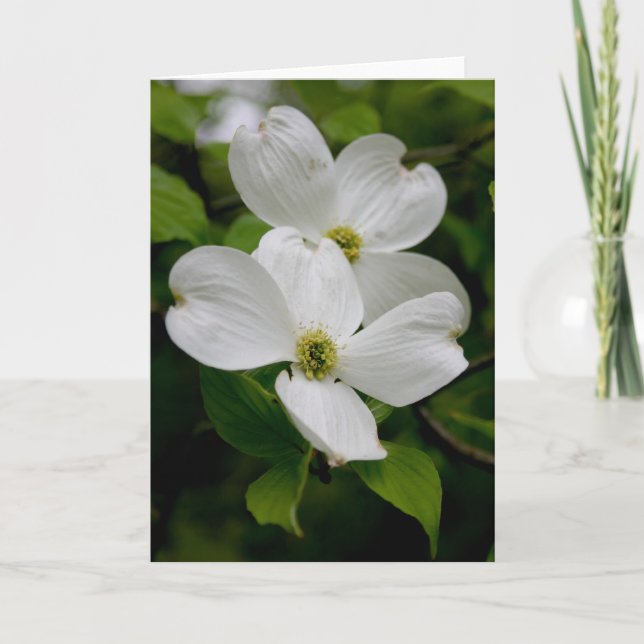 PA Wildflowers - Dogwood Notecard (Front)