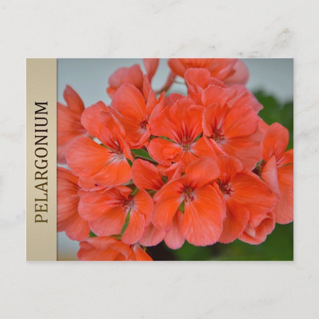 PAC Bergpalais Pelargonium Postcard (Front)
