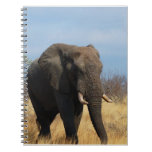 Pachyderm Notebook