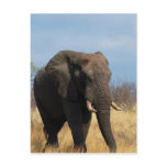 Pachyderm Postcard