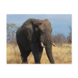 Pachyderm Postcard