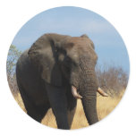 Pachyderm Stickers