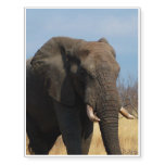Pachyderm Temporary Tattoos
