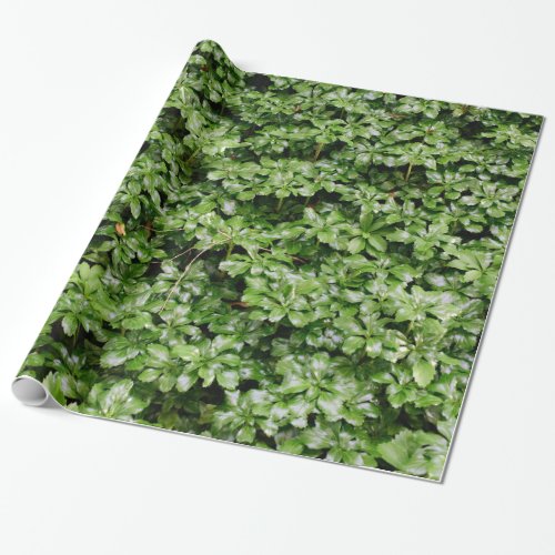 Pachysandra Green Wrapping Paper