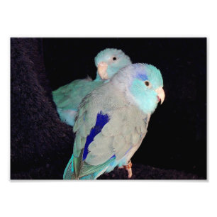 Pacific Blue Parrotlet Love Birds Portrait Photo Print