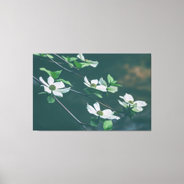 Pacific Dogwoods Canvas Print (Front)