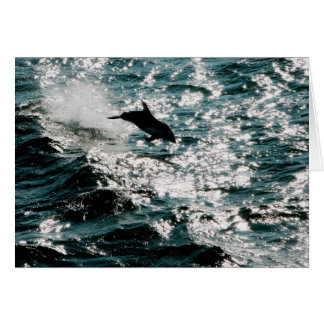 Pacific Dolphin Cards