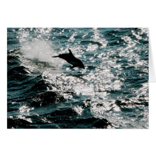 Pacific Dolphin Cards (Front Horizontal)
