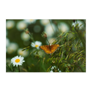 Pacific Fritillary Butterfly Acrylic Print