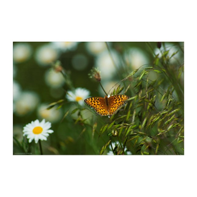 Pacific Fritillary Butterfly Acrylic Print (Front)