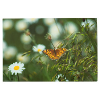 Pacific Fritillary Butterfly Metal Print