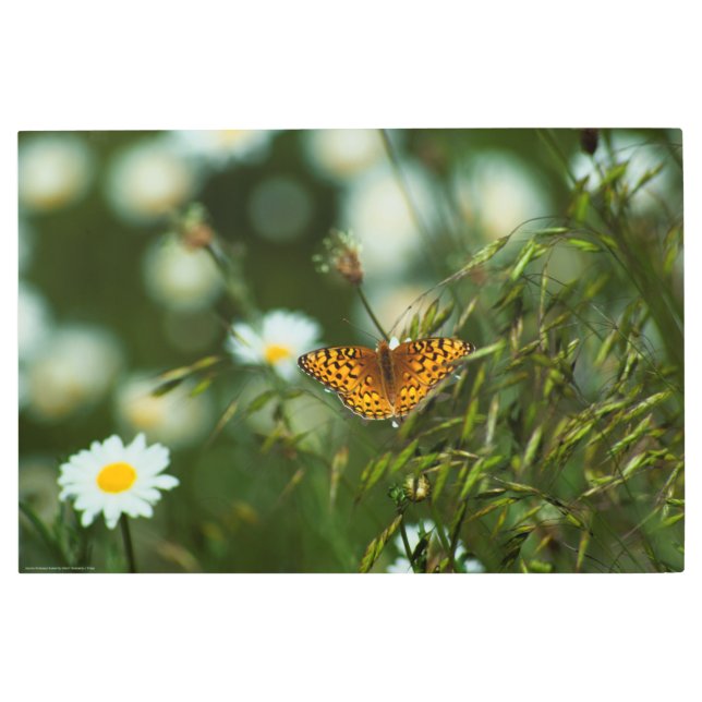 Pacific Fritillary Butterfly Metal Print (Front)