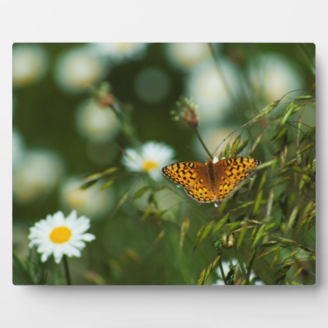 Pacific Fritillary Butterfly Plaque (Front)