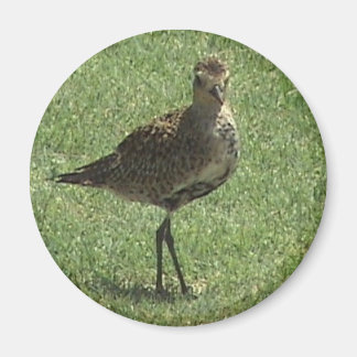 Pacific Golden-Plover Magnet