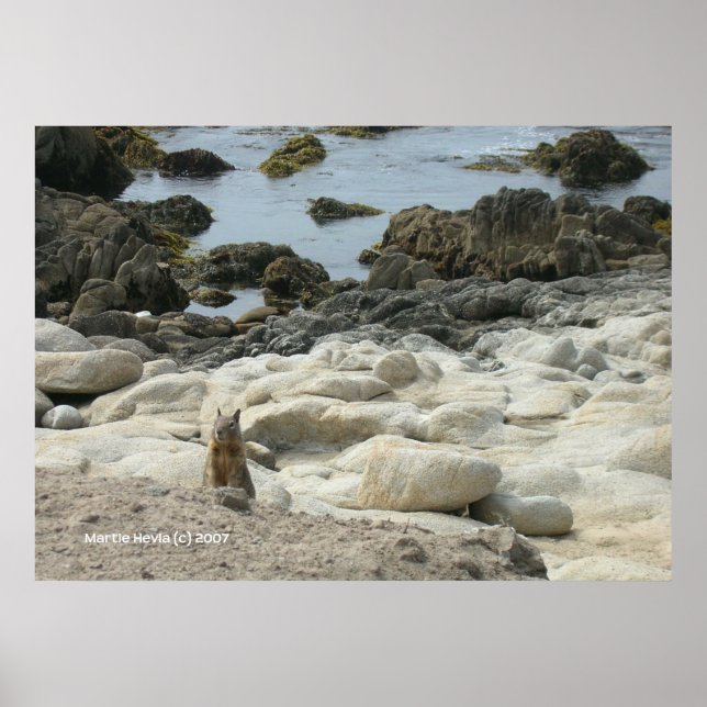 Pacific Grove Squirrel Poster (Front)
