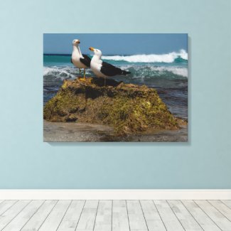 Pacific Gull Bird Beach Ocean Landscape Australia