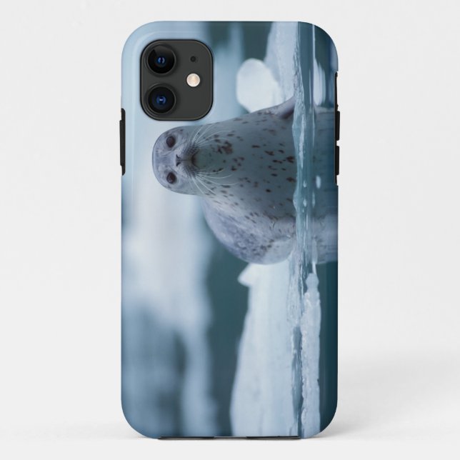 pacific harbor seal, Phoca vitulina richardsi Case-Mate iPhone Case (Back)