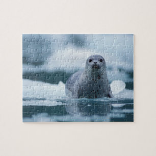 pacific harbor seal, Phoca vitulina richardsi Jigsaw Puzzle