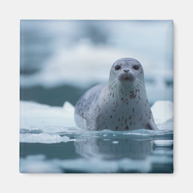 pacific harbor seal, Phoca vitulina richardsi Magnet (Front)