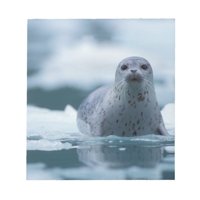 pacific harbor seal, Phoca vitulina richardsi Notepad (Front)