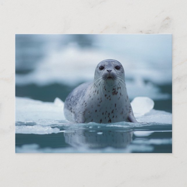 pacific harbor seal, Phoca vitulina richardsi Postcard (Front)