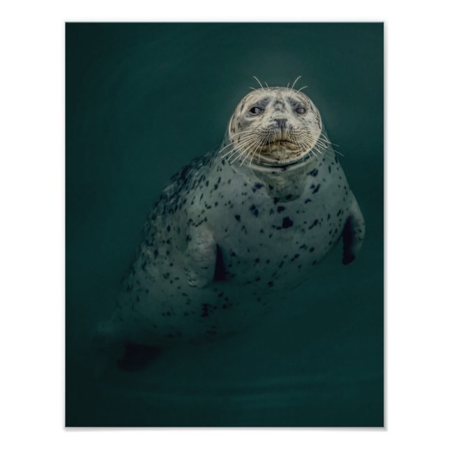 Pacific Harbor Seal Photo Print (Front)