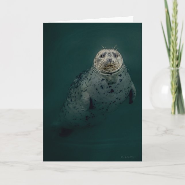Pacific Harbor Seal Thank You Card (Front)