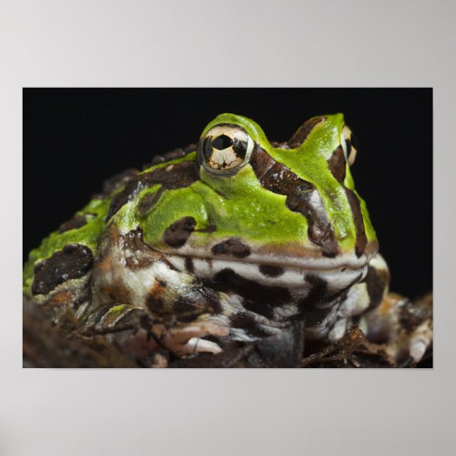 Pacific Horned Frog Ceratophrys stolzmanni) Poster (Front)