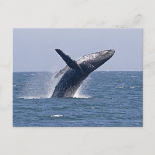 Pacific Humpback Whale Postcard