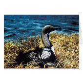 Pacific Loon (Front Horizontal)