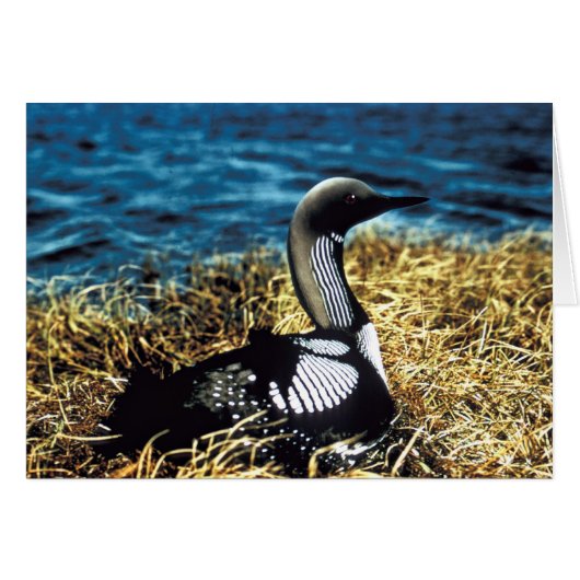 Pacific Loon Cards (Front Horizontal)