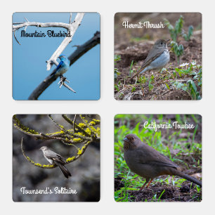 Pacific Northwest Forest Birds Coaster Set
