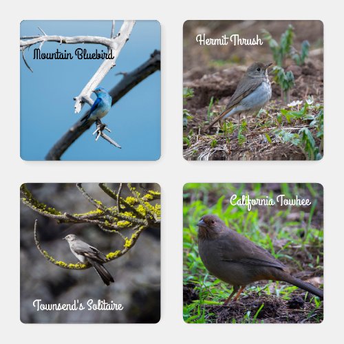 Pacific Northwest Forest Birds Coaster Set
