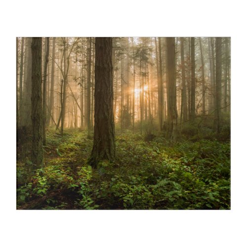 Pacific Northwest Forest  Foggy Morning Acrylic Print