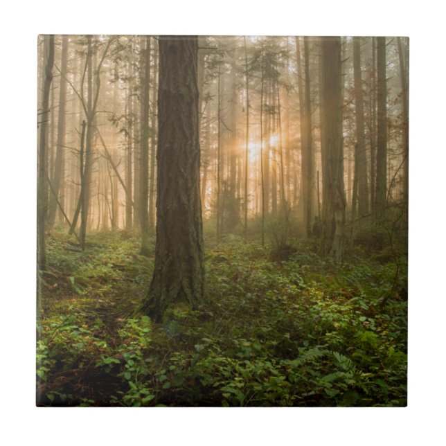 Pacific Northwest Forest | Foggy Morning Ceramic Tile (Front)