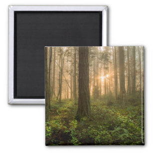Pacific Northwest Forest   Foggy Morning Magnet