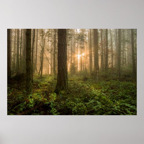 Pacific Northwest Forest  Foggy Morning Poster