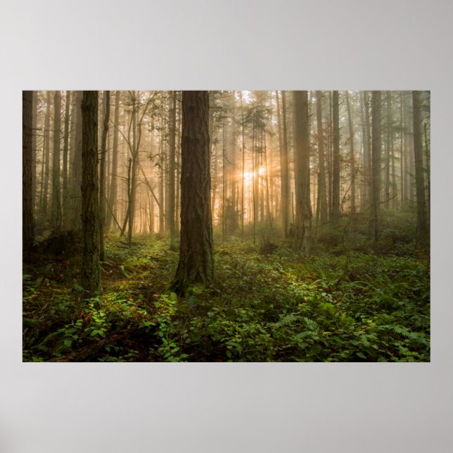 Pacific Northwest Forest | Foggy Morning Poster (Front)