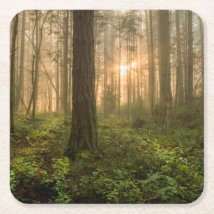 Pacific Northwest Forest   Foggy Morning Square Paper Coaster