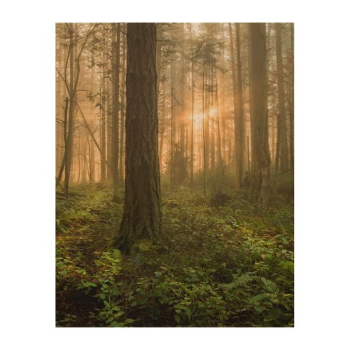 Pacific Northwest Forest  Foggy Morning Wood Wall Art