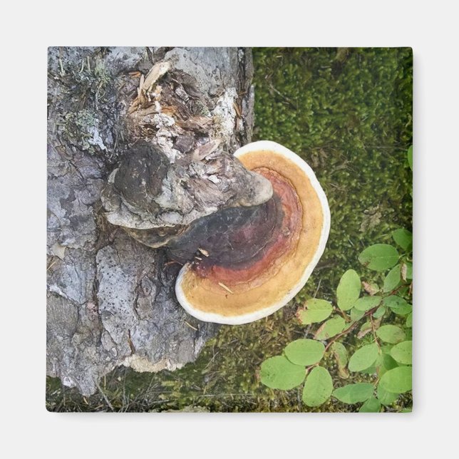 Pacific Northwest Polypore Fall Mushroom Magnet (Front)